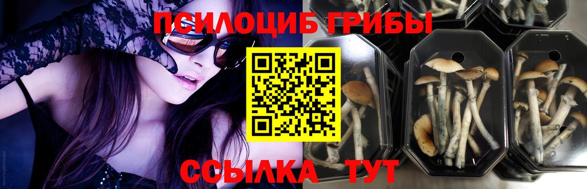 Псилоцибиновые грибы Psilocybine cubensis Киселёвск